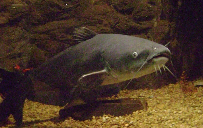 Fishing Fun: 8 Types of Fish to Catch in the Chesapeake Bay