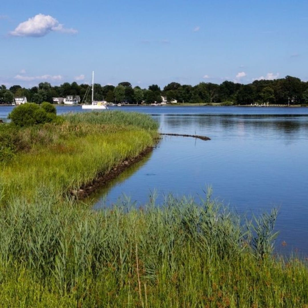 Wildlife Watch: Where to Spot Marine Animals While Boating in the Chesapeake Bay