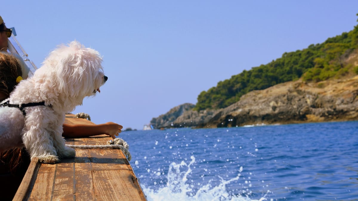 All Paws on Deck: Keeping it Safe with Dogs on Board the Boat