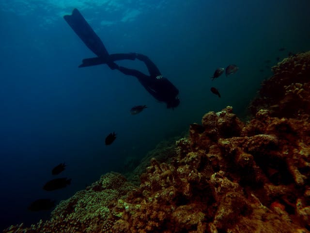 Diving Directory: Dive Sites in Jamaica