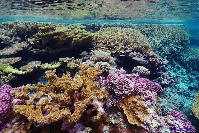 Reef Ready: Protecting the Coral Reef Ecosystem While Boating