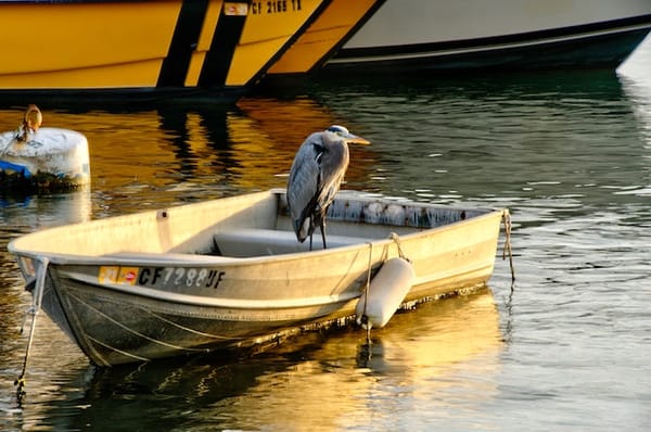 Critter Control: How to Keep Pests off Your Boat