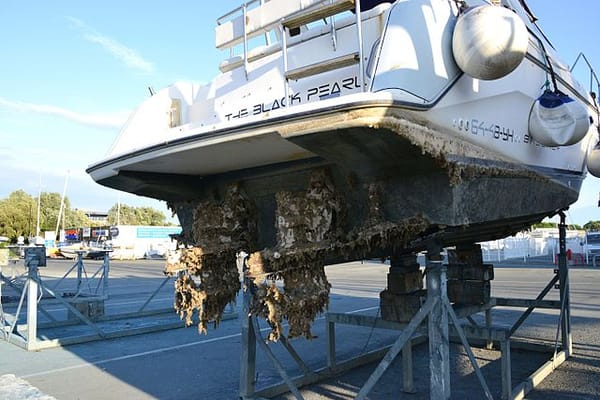 Boat Maintenance: Tips to Avoid Transporting Invasive Species on Boats and Trailers
