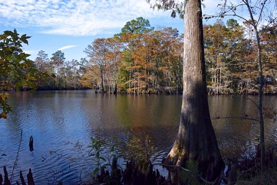 Fishing Fun: 8 Louisiana State Parks to Reel in the Big One